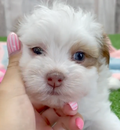 tan and white havapoo puppy with blue eyes